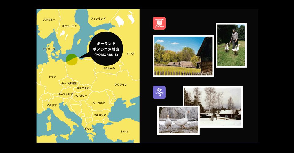 ポーランド(ポメラニアン地方)産ホワイトマザーグースダウンを使用